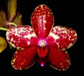 Phal. Bright Morning Star 'Angel Orchids No. 2'